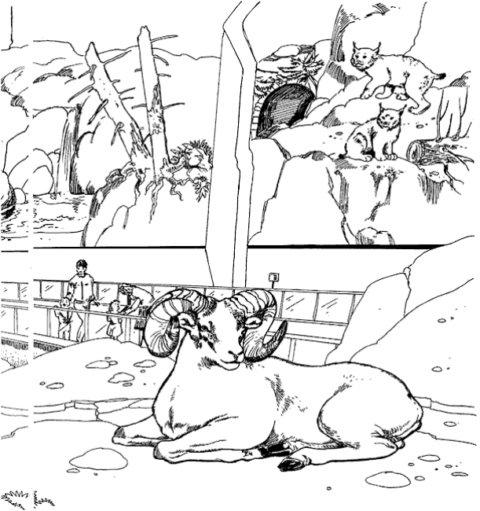 Zoo Coloring Pages (20)