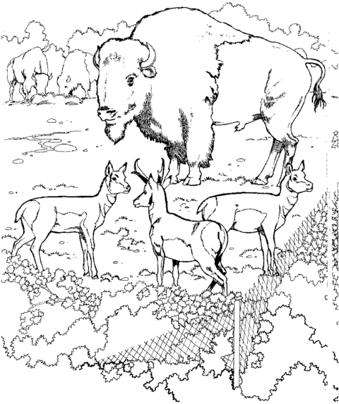 Zoo Coloring Pages (21)