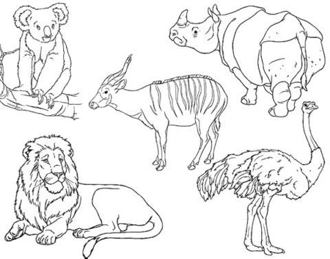 Zoo Coloring Pages (4)