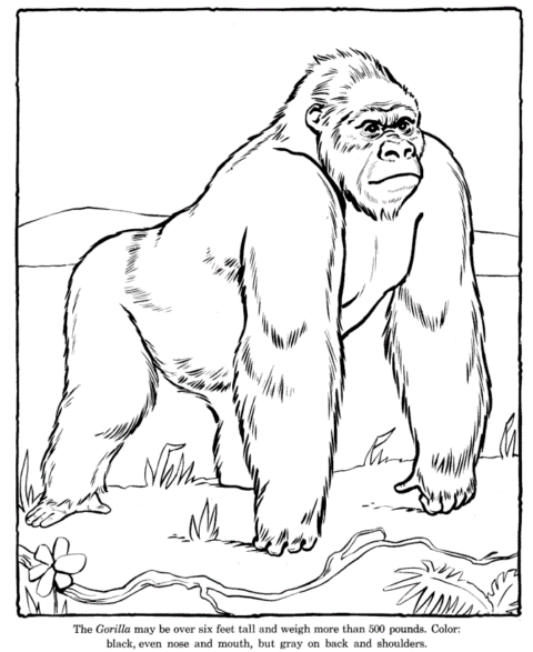 Zoo Coloring Pages (4)