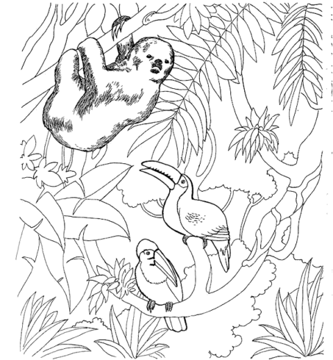 Zoo Coloring Pages (5)