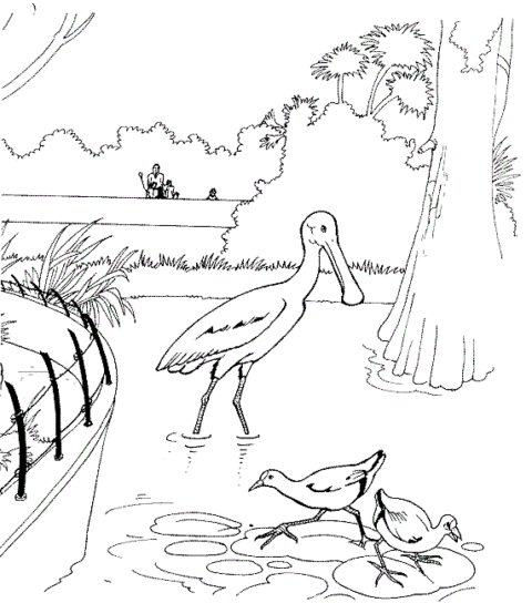 Zoo Coloring Pages (6)