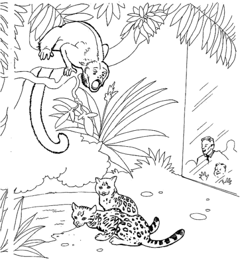 Zoo Coloring Pages (8)
