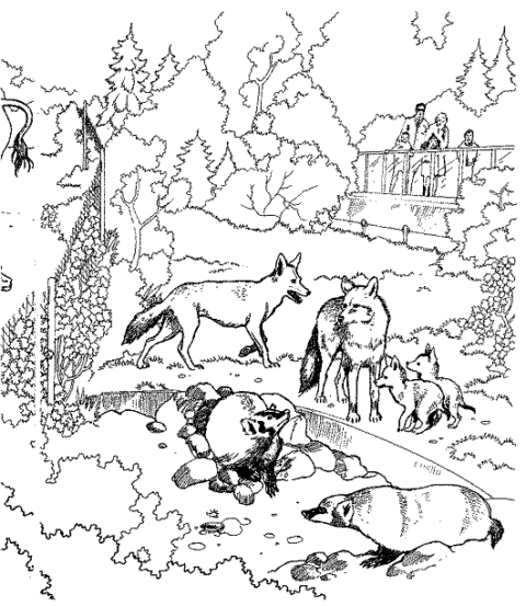 Zoo Coloring Pages (9)